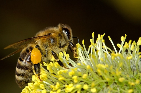 꿀벌도 산수를 할 줄 안다는 연구결과가 있습니다. 출처:pixabay