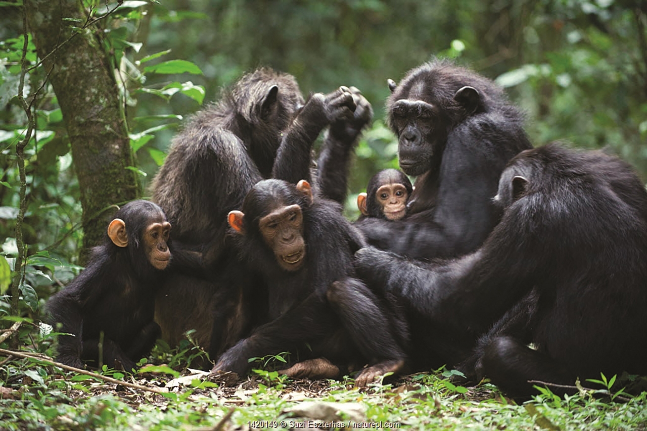침팬지는 네안데르탈인보다 더 큰 조직을 다룰 줄 알고, 인간은 침팬지 보다 더 큰 조직을 관리할 수 있습니다.