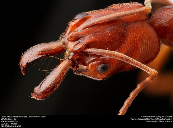 Odontomachus trap-jaw 개미는 강하고 유연한 턱으로 사냥을 하는 강력한 포식자입니다. 출처:wikimedia commons