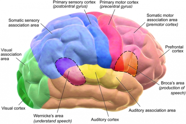 뇌는 여러가지 기능을 담당하는 영역들이 있답니다. 출처: Wikipedia Commons