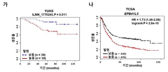 EPB41L5 과발현 시 위암환자의 낮은 생존율. 출처: 한국연구재단