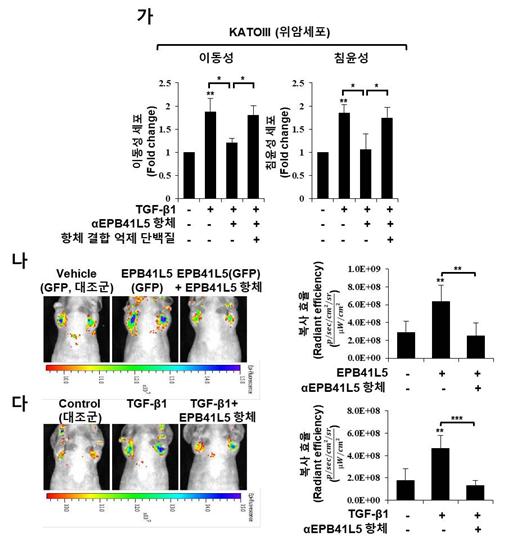 EPB41L5 항체를 처리해 위암 전이를 저해한 효과. 출처: 한국연구재단
