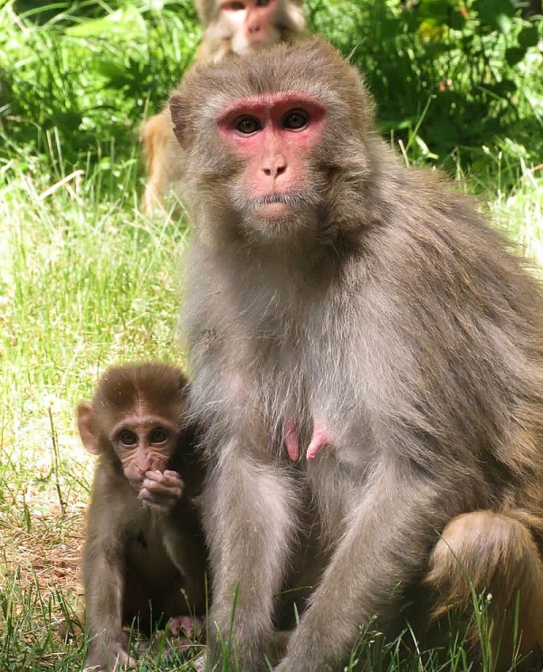 히말라야 원숭이의 냉동 고환조직을 활용한 새끼가 탄생했습니다. 출처:wikimedia commoms.