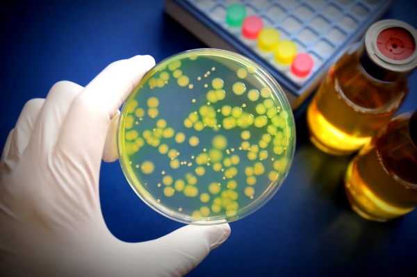 만성중이염의 주요원인은 녹농균의 증식으로 알려졌습니다. 출처:fotolia