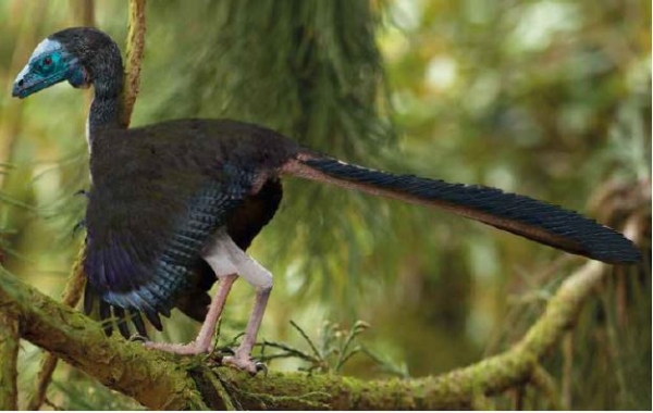 공룡과 조류 사이의 ‘잃어버린 고리’라고 불리는 시조새는 이제 공룡보다 새에 가까워지게 되었습니다.