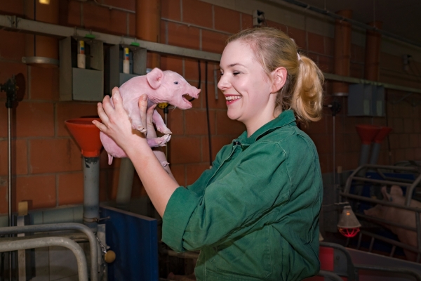인간에게 장기를 이식하는 돼지는 철저한 위생관리 아래 사육됩니다. 출처:fotolia