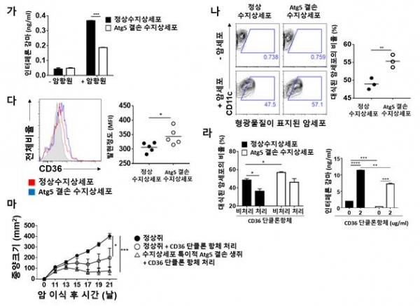 항원제시에서 수지상세포 자식작용의 기능. 출처: 한국연구재단