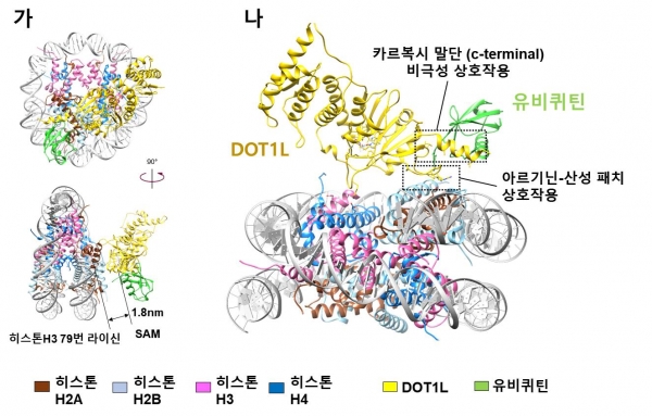 초저온 전자 현미경으로 규명한 DOT1L–유비퀴틴 뉴클레오좀 복합체 구조. 출처: 한국연구재단