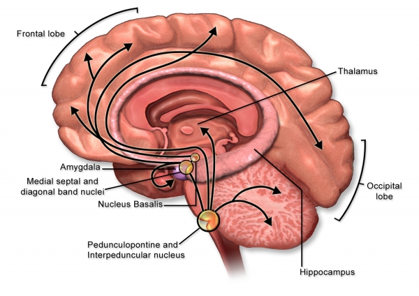 뇌에서의 아세틸콜린의 방향. 출처: Wikimedia Commons