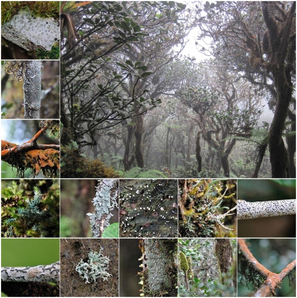 열대지역의 숲들은 고도와 기온 덕분에 항상 운무에 둘러쌓여 있습니다. 출처:E. H. Helmer(2019)