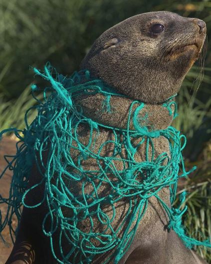 인간이 배출한 쓰레기로 고통받는 해양동물. 출처: instagram/noaaocean