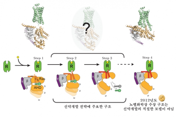 G단백질수용체가 G단백질을 활성화시키는 과정입니다. 출처:한국연구재단
