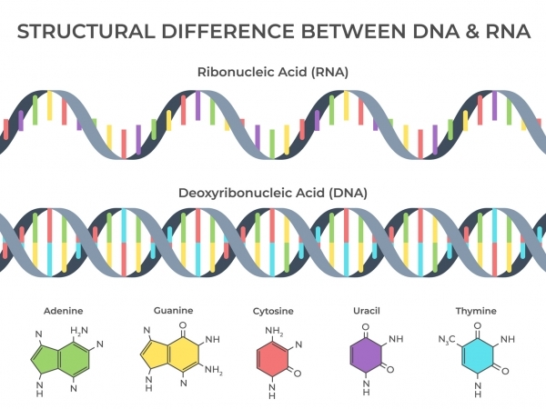 DNA와 RNA, 그리고 염기들. 출처: Fotolia