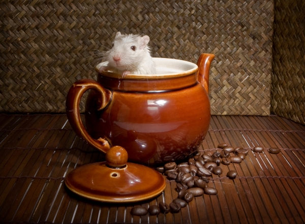 연구진은 쥐들에게 커피를 먹였습니다. 출처: Fotolia