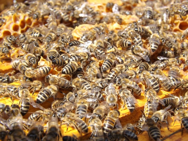 꿀벌은 대표적인 사회적 동물 중 하나다. 출처: pixabay