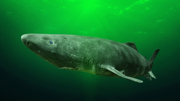 그린란드 상어는 세상에서 가장 느린 물고기로 꼽힙니다. 출처:fotolia