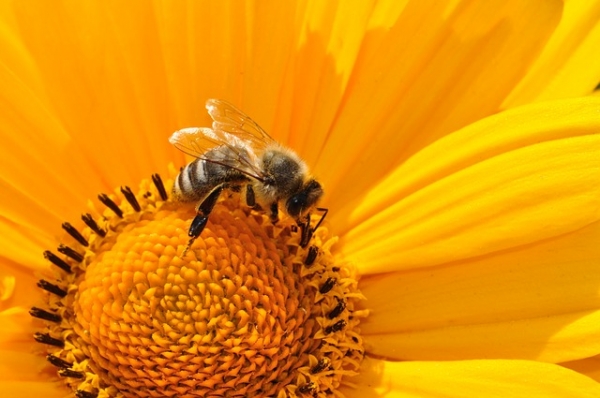 꿀벌들은 콜로니를 통해 합리적인 의사결정을 내립니다. 출처:pixabay
