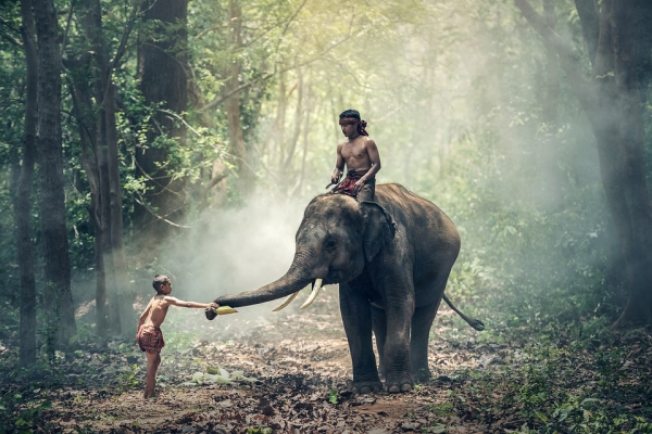 보츠와나 당국은 코끼리가 인간과 가축을 괴롭히는 해로운 동물로 규정했습니다. 출처:pixabay