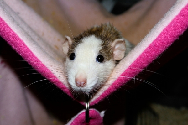 마이코박테리움 박케 덕분에 쥐들은 불안을 덜 보였다고 한다. 출처: pixabay