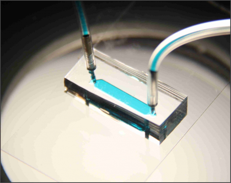 실험에 사용된 혈소판 칩 사진. 출처: IBS