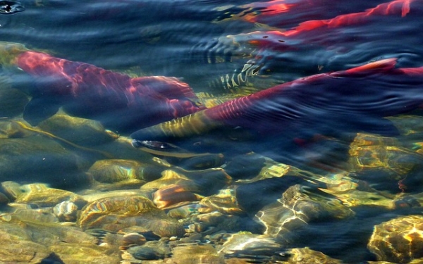 연어는 산란기가 되면 태어난 강으로 되돌아갑니다. 출처:pixabay
