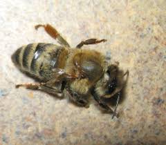 변형 날개 바이러스에 감염된 꿀벌. 출처: Wikimedia Commons