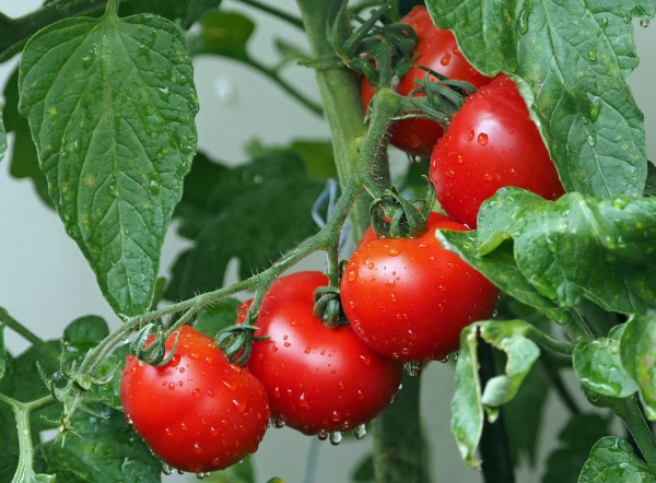 호박벌이 사라지면 맛있는 토마토를 먹을 수 없다. 출처: pixabay