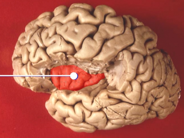 뇌섬엽. 출처: Wikimedia Commons