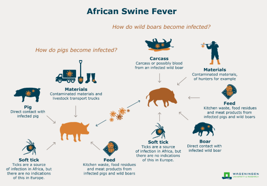 아프리카돼지열병의 감염 경로. 출처: Wageningen University