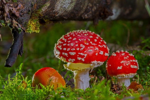 동화 속에 많이 나오는 광대버섯. 출처: pixabay