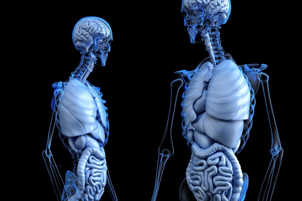 인간의 장기와 유사한 장기를 만든다? 출처: pixabay