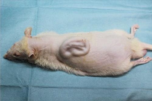 유도다능성줄기세포(iPS세포)를 배양해 만든 연골 세포를 이식했다. 출처: 일본 도쿄대·교토대 공동 연구진