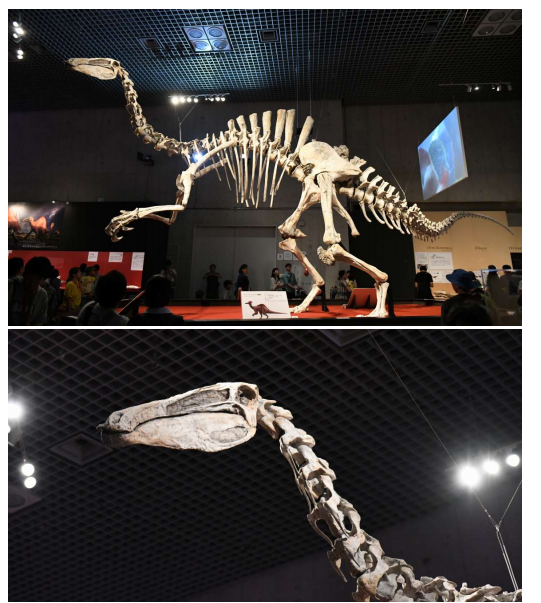 몽골과 일본의 협력으로 복제된 데이노케이루스의 골격. 도쿄국립과학박물관에서 열린 공룡엑스포 에 전시됐음. 하지만 손실되고 변형된 부분을 수작업으로 복구하면서 본래의 형태를 제대로 복원했다. 출처:KIGAM/이융남