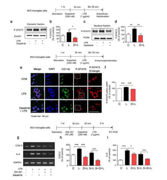 BV2 microglial cell에서 Dasatninb 처치에 의한 pSTAT3 및 사이토카인(cytokine) 변화. 출처: 한국뇌연구원