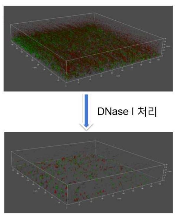 DNasw I를 처리한 결과. 출처: 한국식품연구원