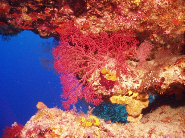 인도양 차고스 제도 산호초. 출처: Wikimedia Commons