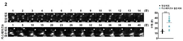 자가포식소체의 수명을 실시간 공초점 현미경으로 분석한 사진.