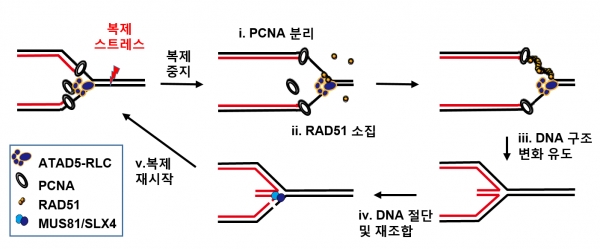 DNA 복제 스트레스(DNA replication stress) 상황에서 ATAD5 단백질의 복제 재시작 조절 메커니즘. 출처: IBS