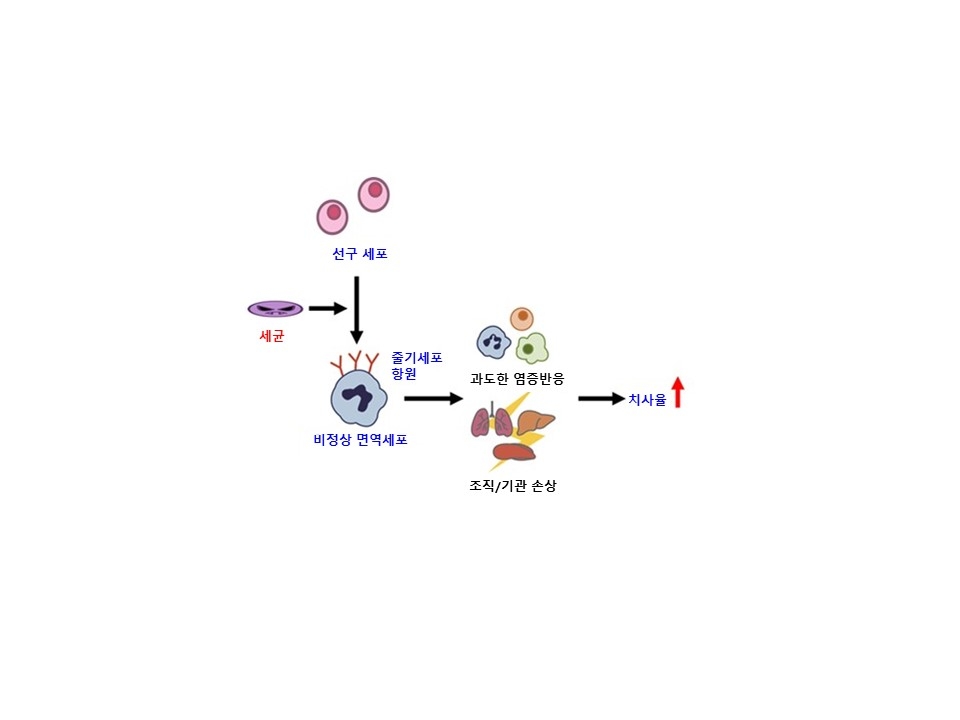 새롭게 규명된 골수성 면역세포의 체내 기작. 출처: 한국연구재단