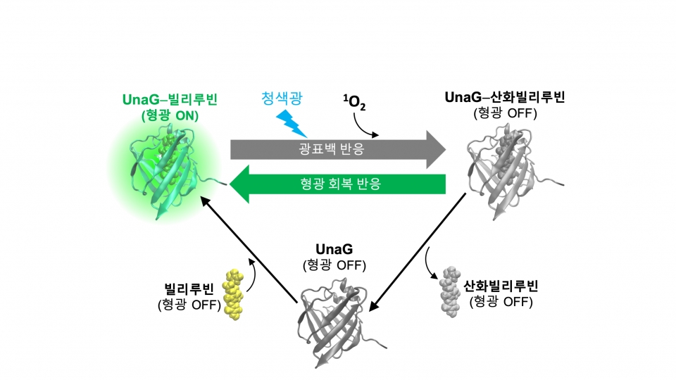 UnaG 단백질의 광표백-형광회복 순환 사이클. 출처: IBS