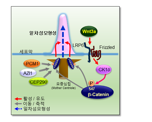 윈트신호전달에 의한 일차섬모 형성 기전. 출처: 한국생명공학연구원