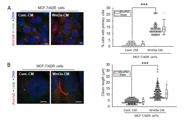(A) 항암제 내성세포(MCF-7/ADR)에서 윈트자극에 의한 일차섬모 형성 증가(B) 항암제 내성세포(MCF-7/ADR)에서 윈트자극에 의한 긴 일차섬모 형성. 출처: 한국생명과학연구원