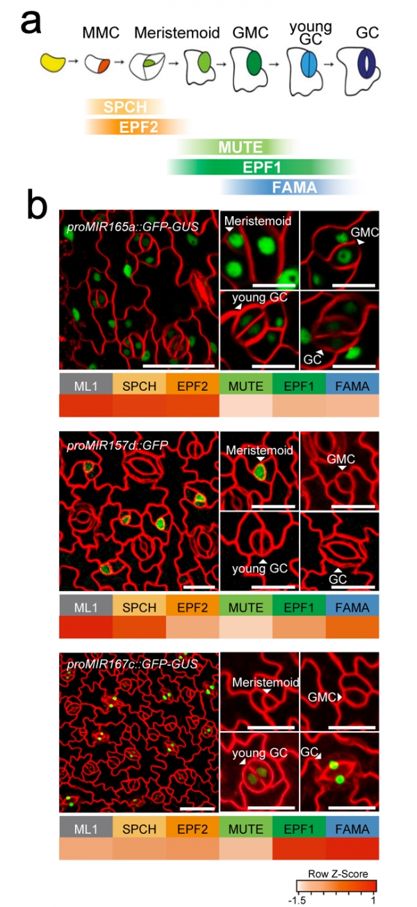 기공 발달 모식도(a)와 기공 발달 특이적으로 발현하는 제어 RNA(miRNA)의 형광 현미경 이미지(b). 출처: DGIST