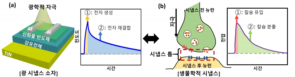 광 시냅스 소자의 광반응성과 시냅스에서 나타나는 신경전달물질 반응성의 유사성 . 출처: 한국연구재단