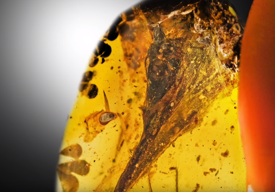 호박(amber)에서 발견된 가장 작은 크기의 공룡 두개골. 출처: 유튜브/nature video