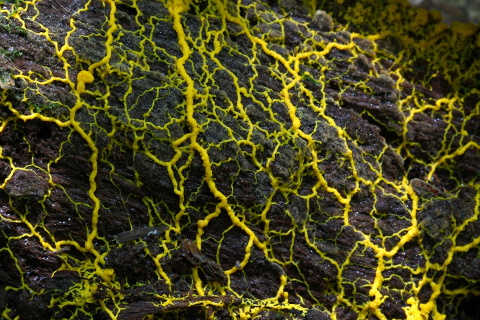 단세포 유기체인 점균류(slime mold). 출처: AdobeStock