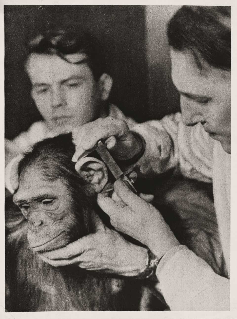 나치 과학자들은 인종적인 혈통을 확립하기 위해 인간과 유인원의 얼굴을 측정하는 시스템을 개발했다. 그들은 아리아 독일인들이 더 진화했으며 유태인들은 유인원에 가까웠다는 주장을 뒷받침하기 위해 편향된 결과를 사용했다. 출처: GettyImages
