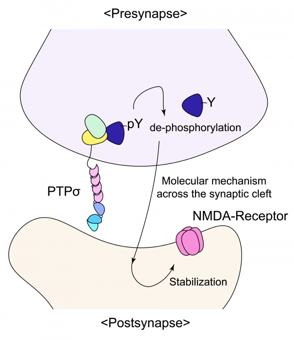 PTPσ단백질에 의한 NMDA 수용체 기능 조절. 출처: IBS
