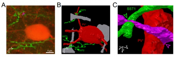 소마토스타틴과 다른 신경세포간의 연결성을 나타낸 모식도. 출처: KAIST