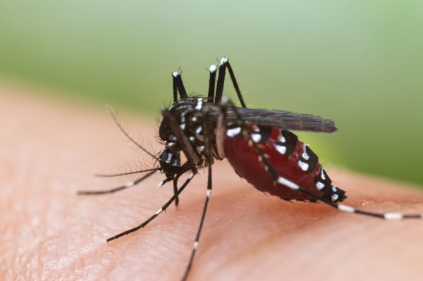 모기에 의해 전파되는 급성 열성 바이러스 질환도 극성. 출처: AdobeStock